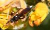 Ichneumon sp.